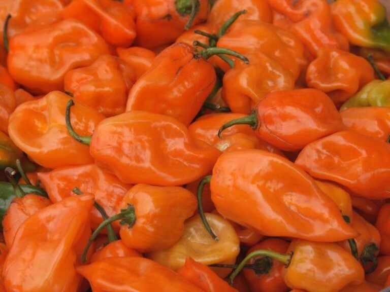 How Hot is Wasabi? Spiciness on the Scoville Scale Explained